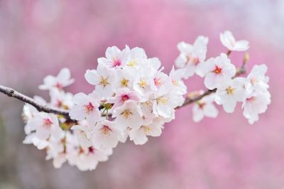 IMAGE: The cherry among flowers, the samurai among men.